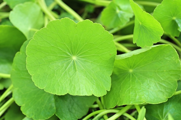 Asiatic leaf  in nature