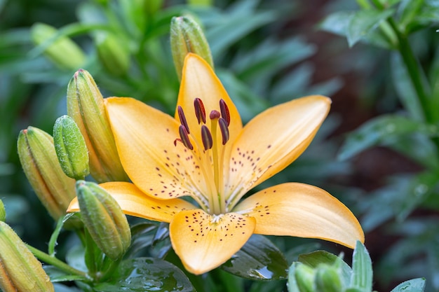 庭でアジアのユリまたはアジアのユリの花