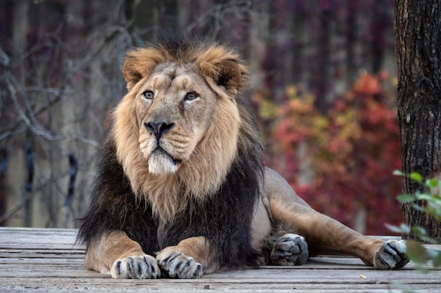 아시아 사자 Panthera leo persica 비판적으로 멸종 위기에 처한 종