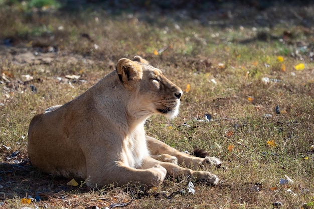 アジアのライオンPantheraleopersica絶滅危惧種