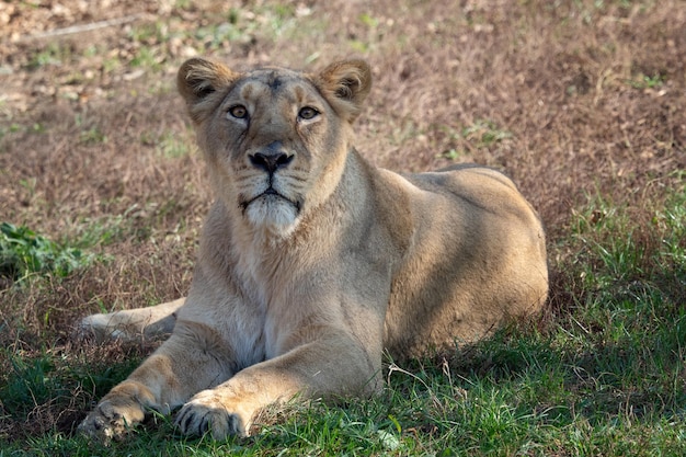 Asiatic lioness Panthera leo persica A critically endangered species