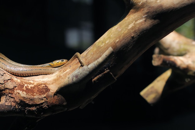 아시아 물뱀, 물 호랑이 뱀은 아시아 고유종입니다. 독이 없습니다.