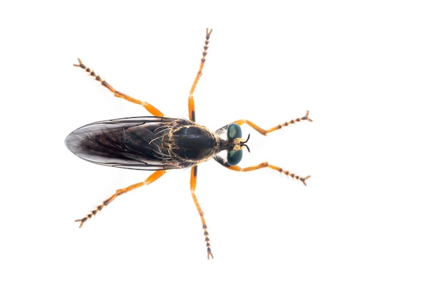 Gli asilidae sono la famiglia delle mosche rapinatrici, chiamate anche mosche assassine .. vista dall'alto. insetto. animale