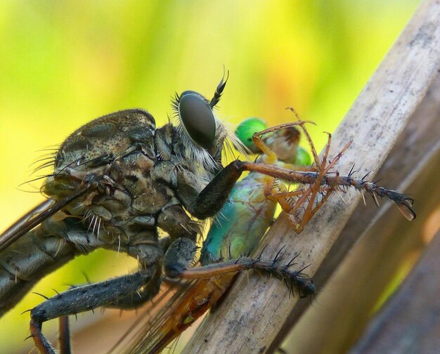 Foto asilidae grande pasto