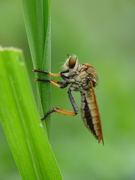 Asilidae - roversvlieg strijkt op het groene blad neer