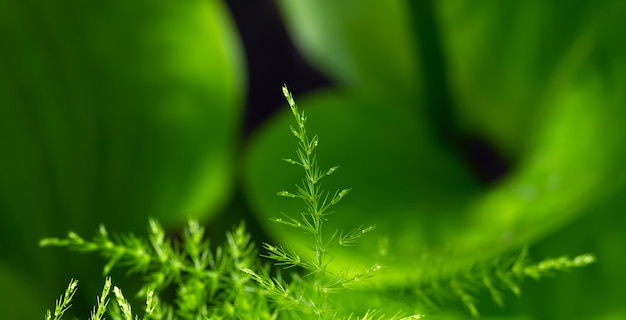 Asparaga leaves, Asparagus setaceus, climbing asparagus, or ferny asparagus