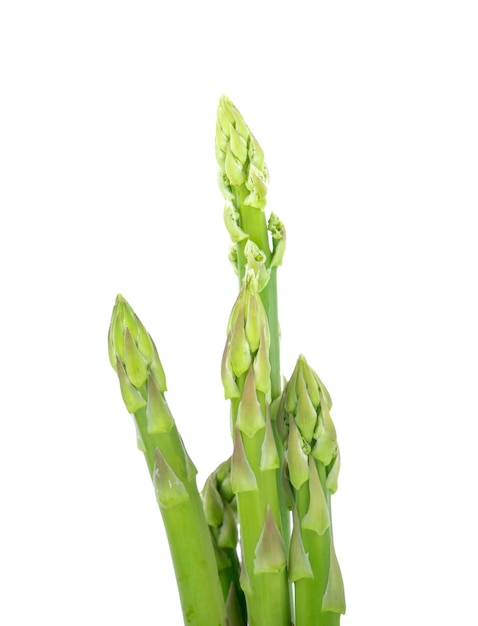 Asparagus isolated on white background