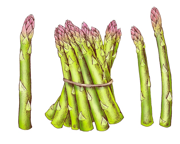 asparagus png illustration transparent background