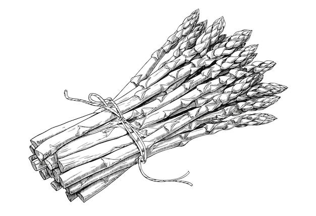 Foto asparagus schets met de hand getekend