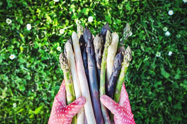 Photo asparagus sprouts in hands of a farmer