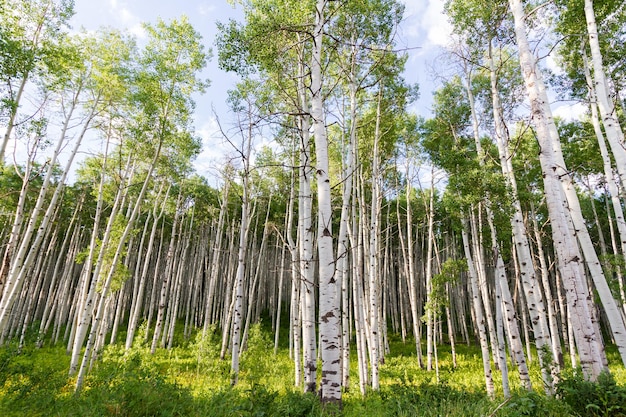 Осиновый лес возле Крестед-Бьютт, Колорадо.