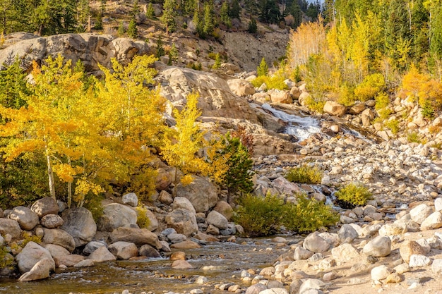 Aspen grove at autumn in Rocky Mountains