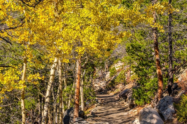 Aspen grove at autumn in Rocky Mountains