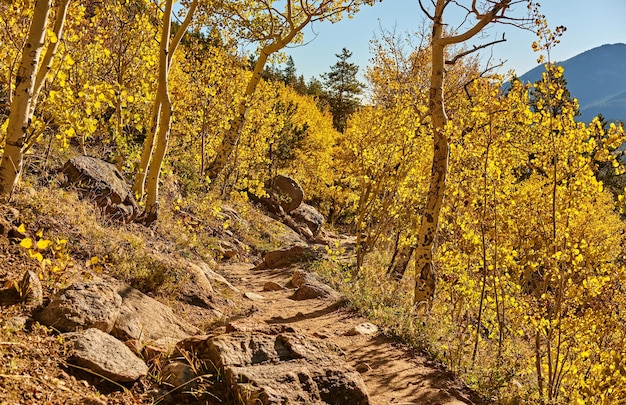 Aspen grove at autumn in Rocky Mountains