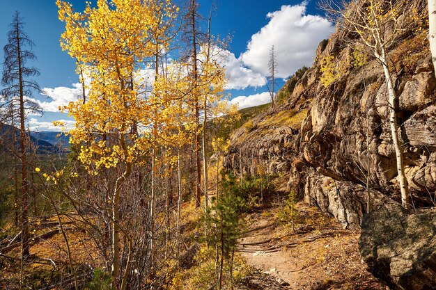 Aspen grove at autumn in Rocky Mountains