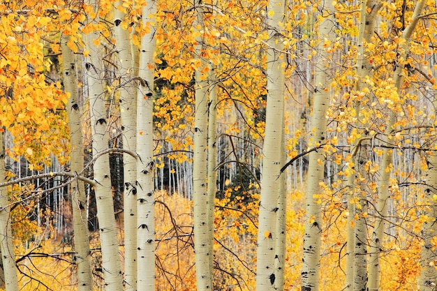 Aspen grove in Colorado, USA.