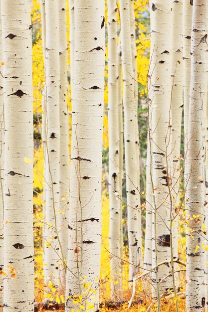 Foto aspen grove in colorado, usa.