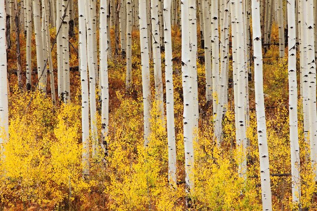 Aspen Grove In Colorado, Usa.