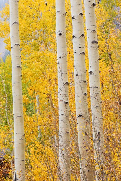 Aspen Grove In Colorado, Usa.