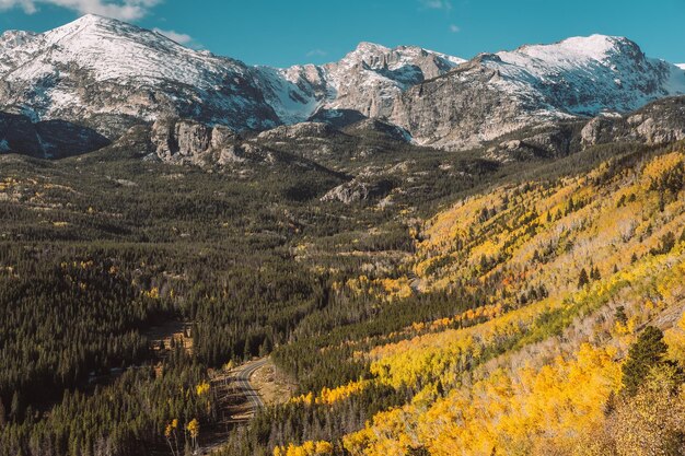 Aspen grove in de herfst in de Rocky Mountains