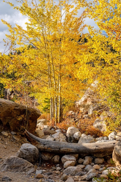 Aspen grove in de herfst in de Rocky Mountains