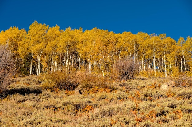 Aspen grove in de herfst in de Rocky Mountains