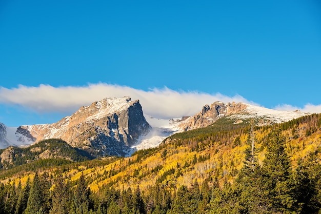 Aspen grove in de herfst in de Rocky Mountains