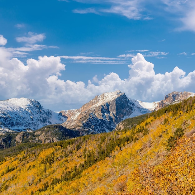 Aspen grove in de herfst in de Rocky Mountains