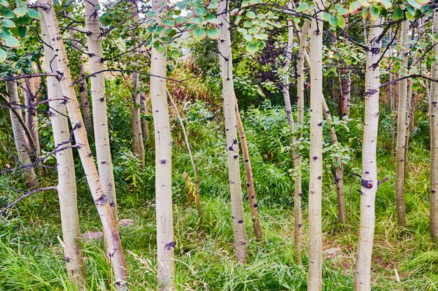 Aspen trees growing in forest landscape