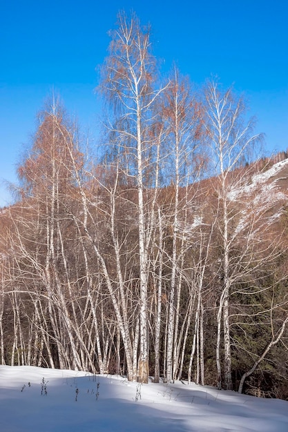 Aspen trees in winter