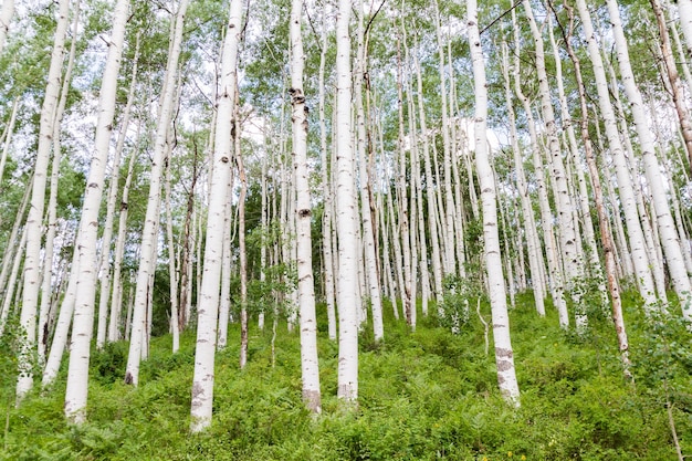 Aspenbos dichtbij Crested Butte, Colorado.