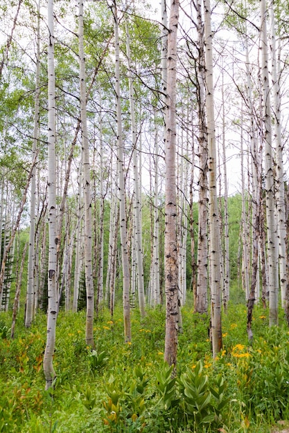 Aspenbos dichtbij Crested Butte, Colorado.