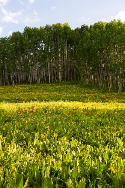 Aspenbos dichtbij Crested Butte, Colorado.