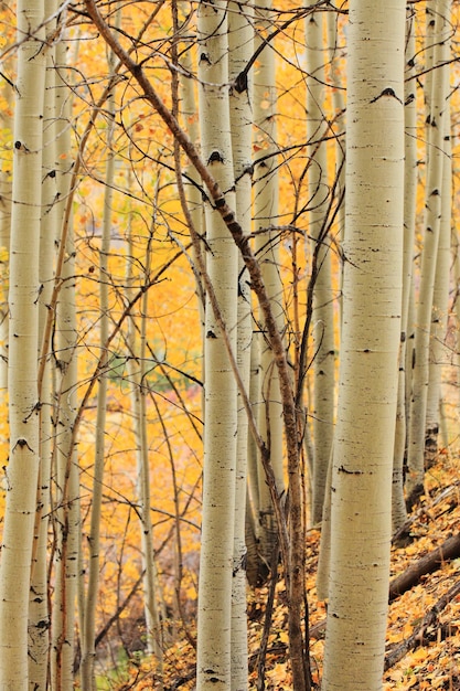 Aspenbosje in Colorado, de V.S.