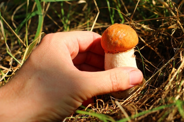 Aspenpaddestoel in zijn hand