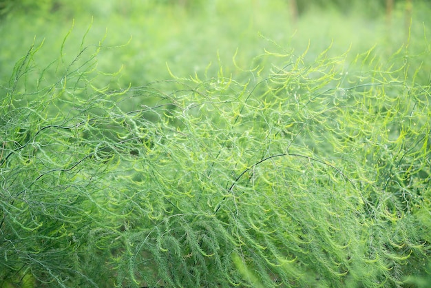 Aspergeboom achtergrond met ochtendlicht