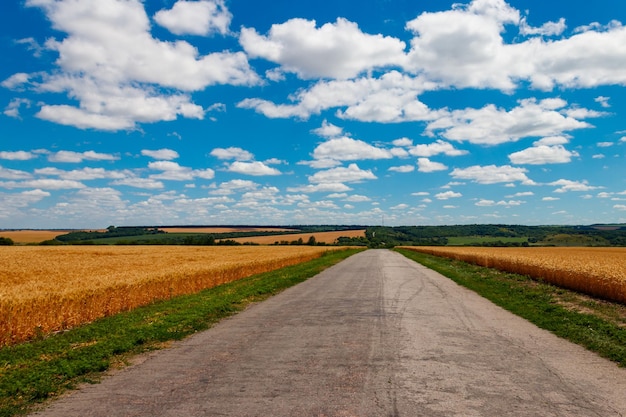 Асфальтовая проселочная дорога через золотые пшеничные поля и голубое небо с белыми облаками. Летний пейзаж
