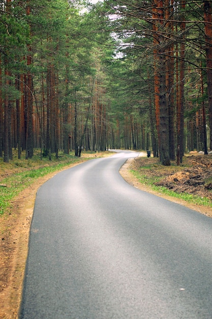 Sentiero asfaltato, andando via, una pineta su entrambi i lati, un luogo per il ciclismo e il riposo.