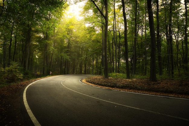 Asphalt road across autumn forest