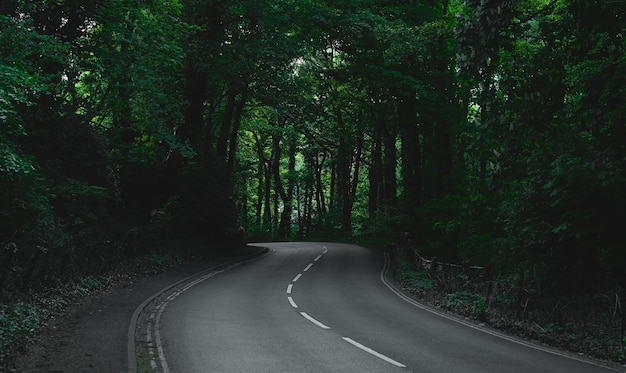 Strada asfaltata tra alti alberi coperti di muschio nella foresta