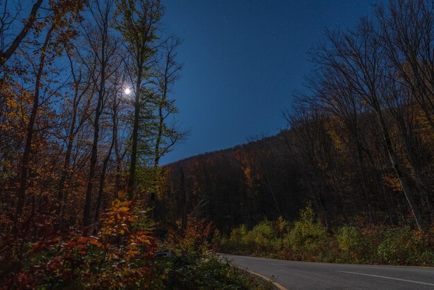 月明かりに照らされた夜の秋の森のアスファルト道路