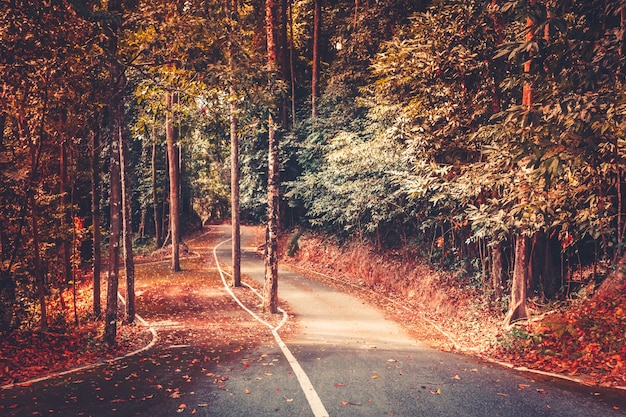 Asphalt road in an autumnal park