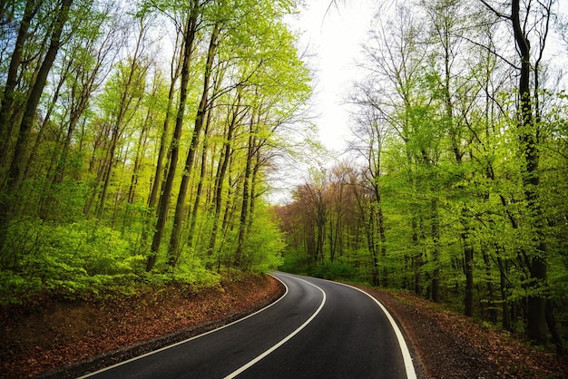 Asphalt road curve in the green forest