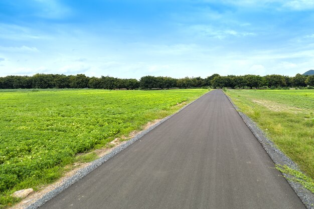 Asphalt road between field with blue sky, country side at lopburi, thailand