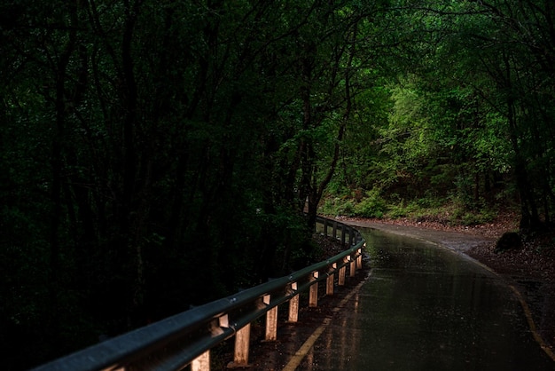 Asphalt road in the forest during rain evening in spring