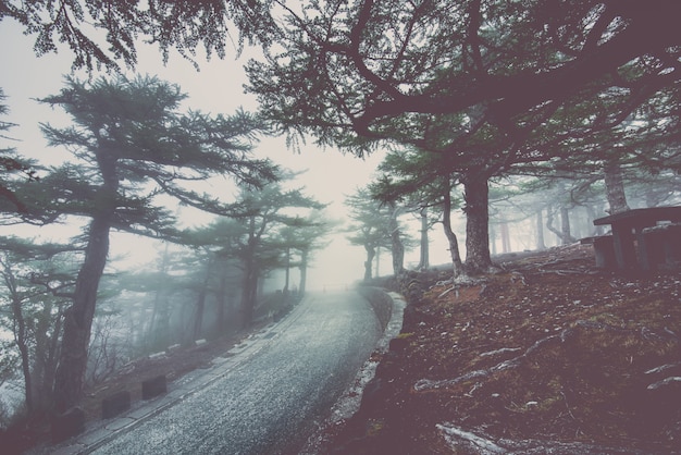 Asphalt road goes through a misty dark