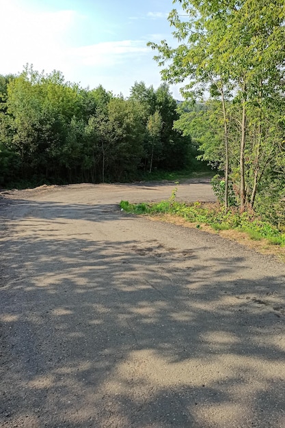 写真 緑の夏の森のアスファルト道路