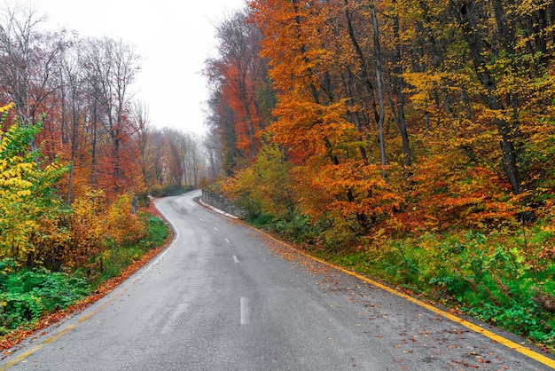 Asphalt road passing through colorful autumn forest