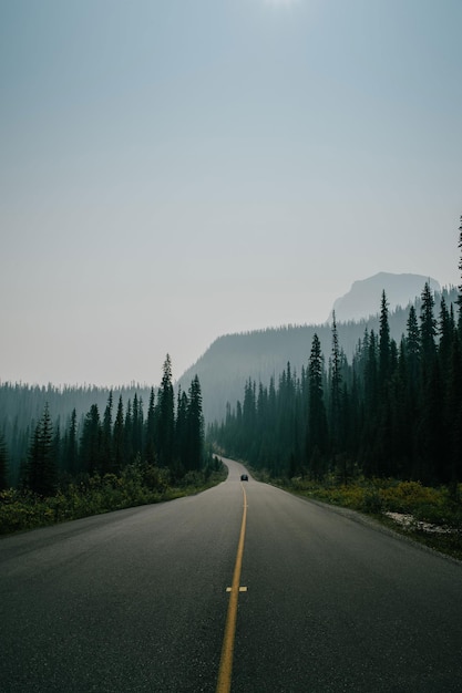 asphalt road surrounded by trees under skies Download this free HD photo of grey wallpaper road an