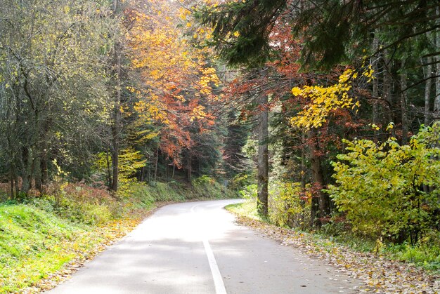 Asphalt road through coniferous forest with conifer pine and fir trees